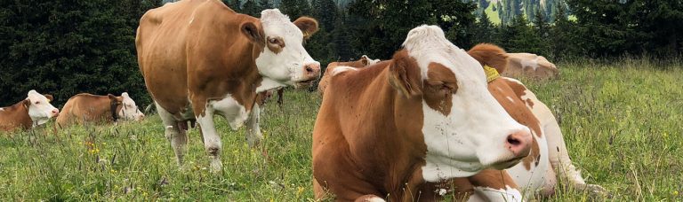 livestock