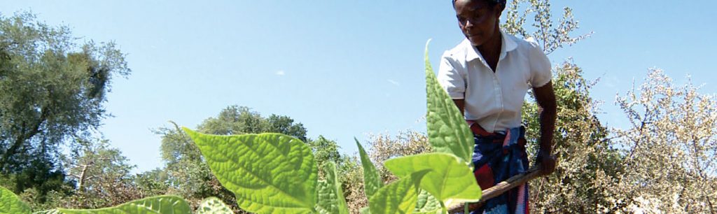 AEDS in Partnership with ZAS & FINGAZ Presents the 2nd Edition Zimbabwe Agriculture Sector Survey (2019-2020)