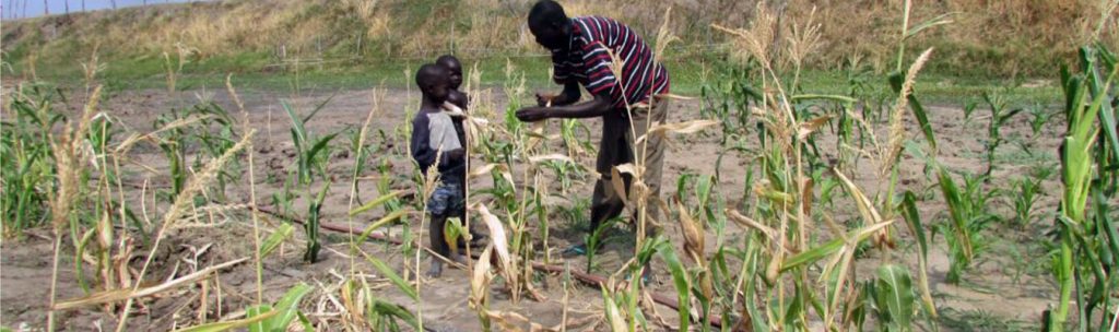 Zimbabwe’s Command Agriculture’ a Huge Flop, as Free Market Triumph