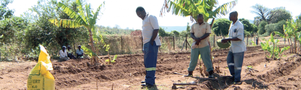 Zimbabwe Crop Production Trends (2019-2020)