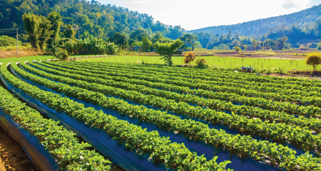 Zimbabwe steps up El Niño preparations with US$696.2 million agriculture plan