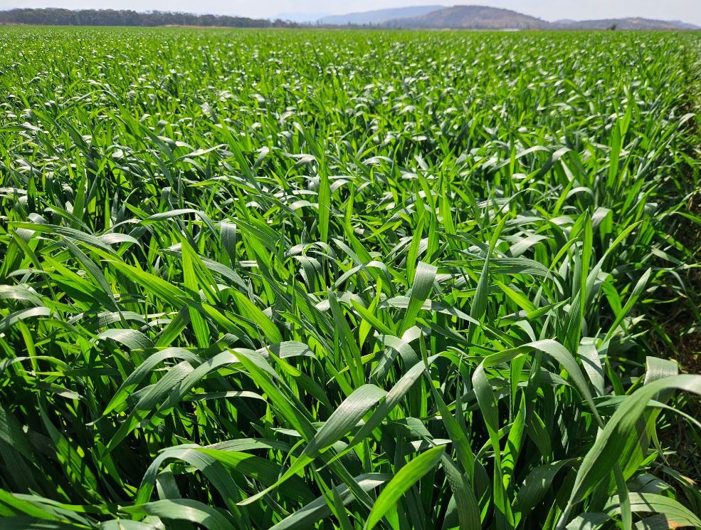National Agriculture Conference and Expo targets US$2 billion import reduction, regional food hub status