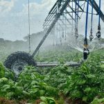 Irrigation Drive Gains Ground in Mashonaland as Grain Levy Funds Deliver Results
