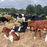 Disease Outbreak Threatens Namibia’s Access to Lucrative European Meat Market