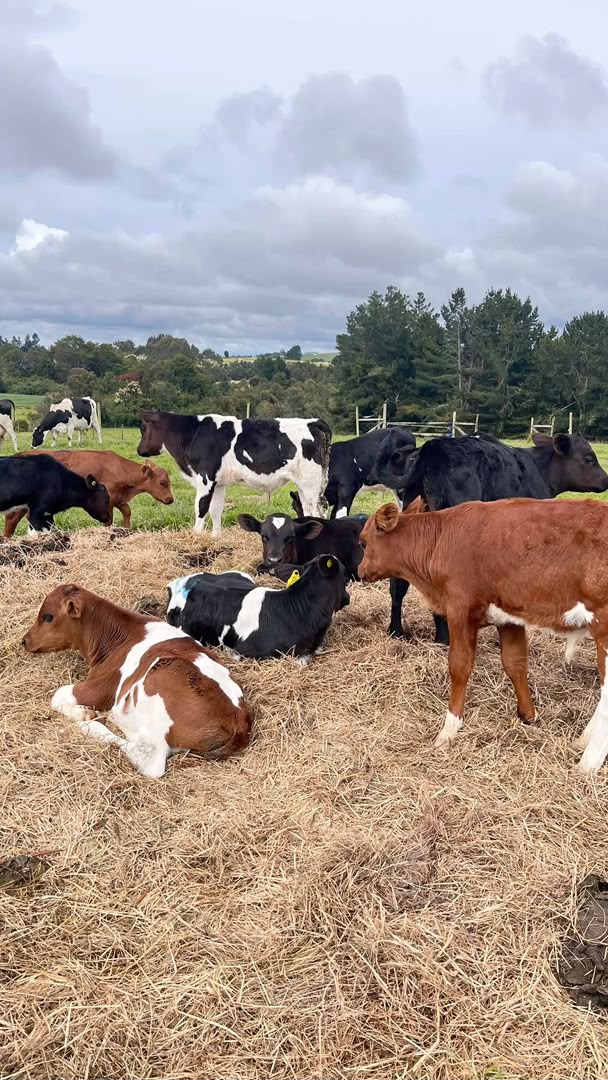 Disease Outbreak Threatens Namibia’s Access to Lucrative European Meat Market