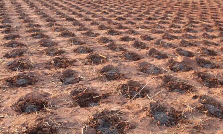 Pfumvudza Momentum Builds as Farmers Prepare 9.5 Million Plots Ahead of Summer Season
