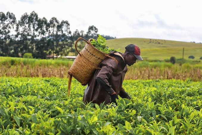 Africa does not need only more farmers, it needs more food processors