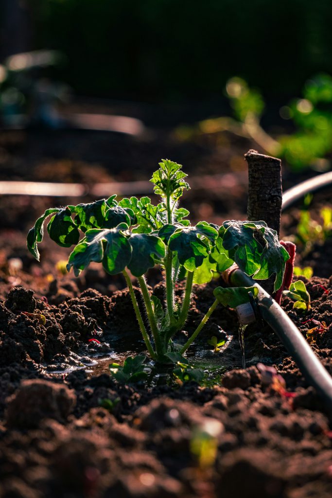  Turning Agricultural Potential into an Export Machine